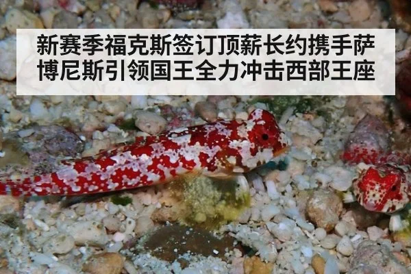 新赛季福克斯签订顶薪长约携手萨博尼斯引领国王全力冲击西部王座